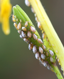 Solving Solar Greenhouse Insect Infestations